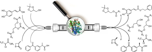 Towards a continuous flow environment for lipase-catalyzed reactions